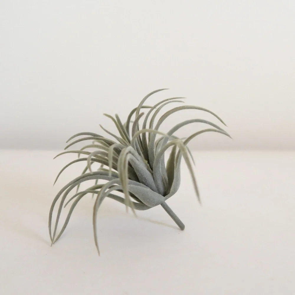 Faux Air Plant